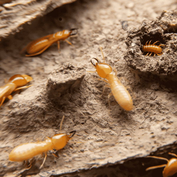 insects